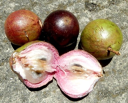 Colorful Star Apples